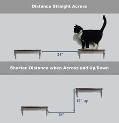 a black and white cat standing on top of a shelf with the measurements below it