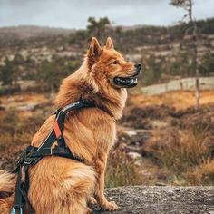 a large brown dog sitting on top of a rock