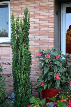 two potted plants in front of a brick building