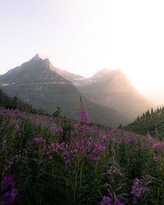 purple flowers in the foreground and mountains in the background with sunlight shining on them