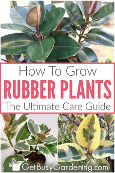 how to grow rubber plants the ultimate care guide