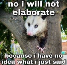 an oppomus in a tree with the caption, no i will not elabrate because i have no idea what i just said