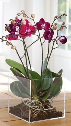 an orchid plant in a glass vase on a table