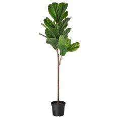 Artificial Indoor Trees, Magnolia House, Pachira Aquatica, Fiddle Leaf Tree, Weeping Fig, Fig Plant, Plant Indoor, Ficus Lyrata, Fiddle Leaf Fig Tree