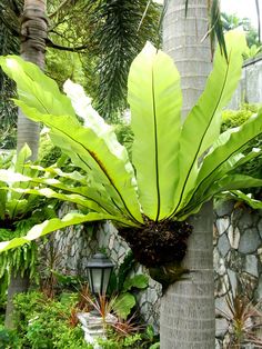 a large green leafy plant growing on the side of a stone wall next to a palm tree