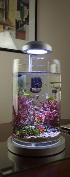 a fish tank filled with water and plants on top of a wooden table next to a framed photograph