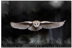 an owl flying through the air with its wings spread