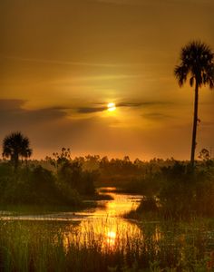 the sun is setting behind palm trees and water in the foreground, with tall grass on either side