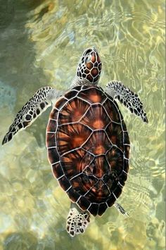 a sea turtle swimming in clear water with the caption posted by lydia m