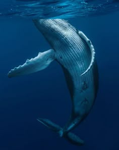 a humpback whale swimming in the ocean