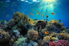 the sun shines brightly over an underwater coral reef