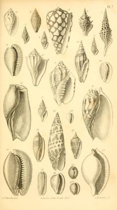 an antique print of sea shells from the 19th century, showing different shapes and sizes