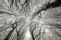 looking up at the tops of trees in winter