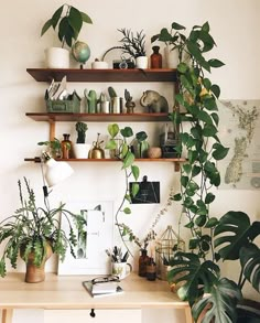 some plants are sitting on shelves above a desk