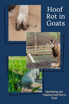 the cover of hoof rot in goats