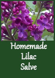 Homemade Lilac Salve – Ideas and Advice for How To Live a Joyful and Empowered Life. Lilac Salve Recipe, Lilac Uses, Diy Healing Balm, Herbal Salve Recipes, Salve Recipes, Diy Beauty Treatments