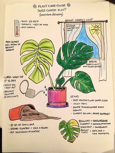 a drawing of houseplants and their uses