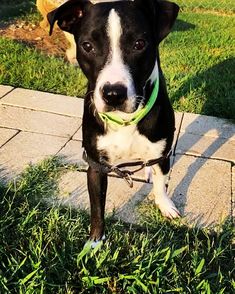 a black and white dog standing on top of a grass covered field