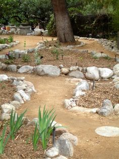 there are many rocks and plants in the garden area, but no one has seen them