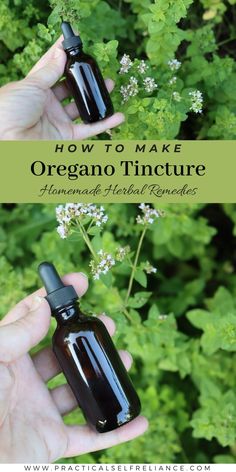 Oregano Salve, Oregano Tincture, Oregano Tincture Recipe, Herbalist Apothecary, Tincture Recipes, Herb Tinctures, Medicinal Herbs Remedies, Tinctures Recipes, Diy Herbal Remedies