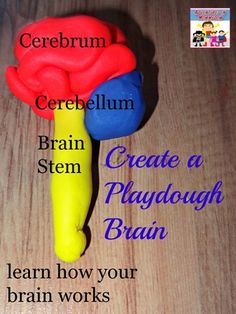 an image of a toy brain on a table with the words create a playdouh brain