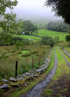 a dirt road in the middle of a lush green field