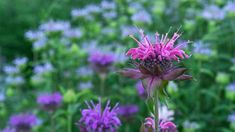 purple flowers are blooming in the field