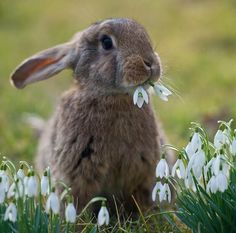 a rabbit sitting in the grass with snowdrops around it's neck and ears