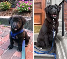 two dogs are sitting on the steps and one is wearing a leash