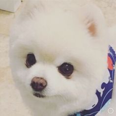 a small white dog wearing a blue bandana