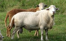 three sheep are standing in the grass together