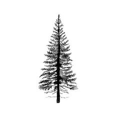 a black and white photo of a pine tree