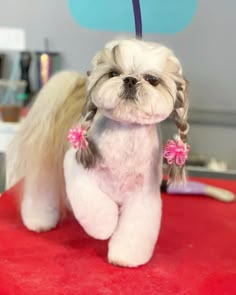 a small white dog sitting on top of a red table next to a hair dryer