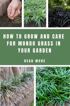 How To Grow And Care For Mondo Grass In Your Garden