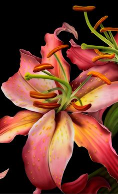 a painting of pink and yellow lilies on a black background with space for text