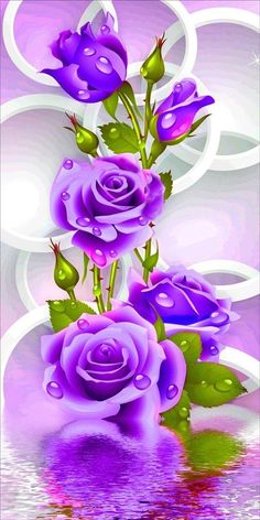 purple roses with water droplets on them are in front of a white and pink background