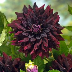 purple and red flowers with green leaves in the background