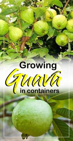 growing guava in containers with text overlay