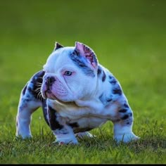 a small black and white dog standing on top of a green grass covered field with it's paws in the air