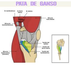 an image of the anatomy of the knee and its major muscles, including the tendi