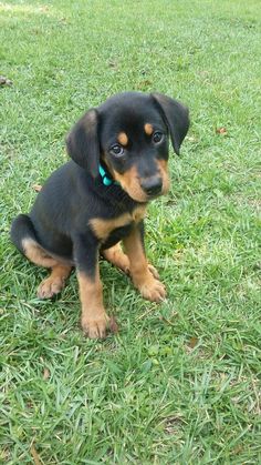 a small black and brown dog sitting on top of a lush green field