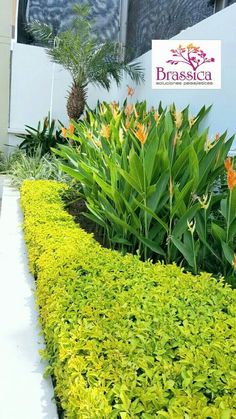 some plants and trees in front of a building with a sign that says braascia