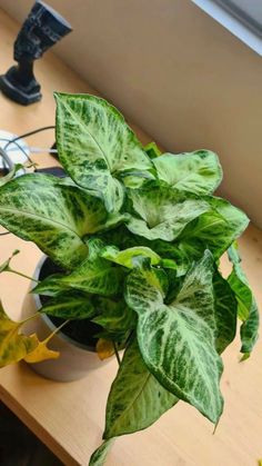 a green plant sitting on top of a wooden desk