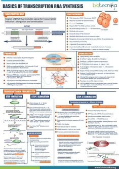 a poster describing the basic steps to transcription in an animal's body and how it works