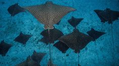 a group of stingfishs swimming in the blue water with their tails stretched out