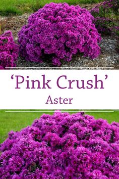 pink crush'aster is an easy to grow flower that blooms in the spring and summer