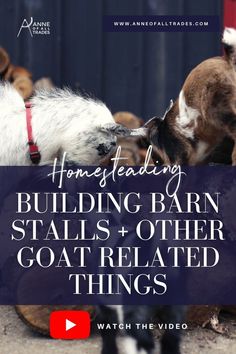 two goats with their noses to each other in front of a blue building and text that reads, honeyfeeding building barn stalls & other goat related things