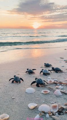 several baby sea turtles are on the beach at sunset with shells in front of them