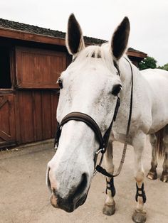 a white horse standing in front of a wooden building with its head turned to the side