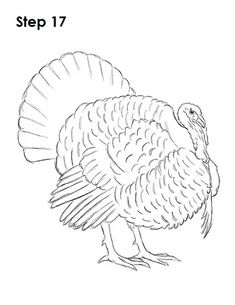 a drawing of a turkey with the words step 17 on it's back side